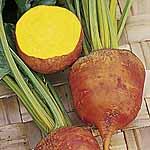 Unbranded Beetroot Burpee`s Golden Plug Plants