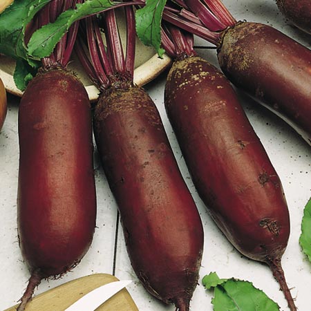 Unbranded Beetroot Collection Plants Pack of 54 Plug