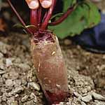 Unbranded Beetroot Cylindra Plug Plants