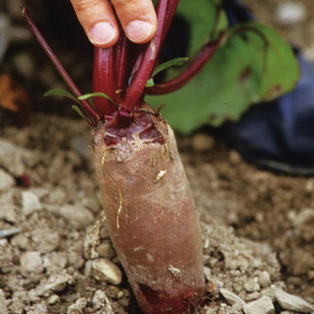 Unbranded Beetroot Cylindra Seeds Average seeds 400