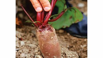 Unbranded Beetroot Cylindra Seeds