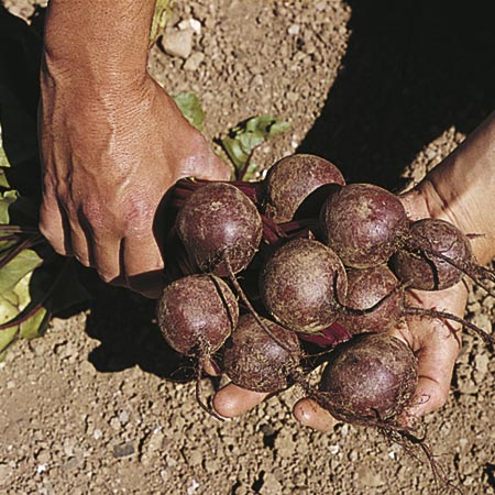 Unbranded Beetroot Kestrel F1 Seeds Average seeds 180