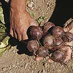 Unbranded Beetroot Kestrel F1 Seeds