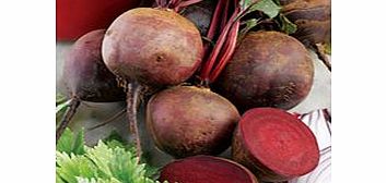 Unbranded Beetroot Plants - Boltardy