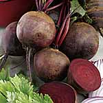 Unbranded Beetroot Plug Plant Collection 400091.htm
