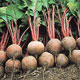 Unbranded Beetroot Red Ace Seeds