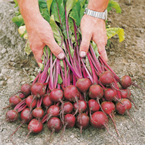 Unbranded Beetroot Seeds - Action F1