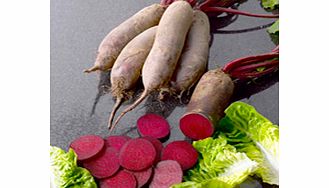 Unbranded Beetroot Seeds - Alto F1