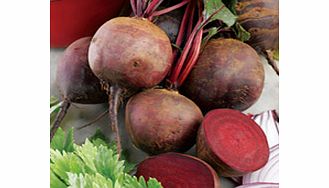 Unbranded Beetroot Seeds - Boltardy