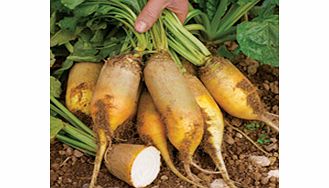 Unbranded Beetroot Seeds - Yellow Cylindrical