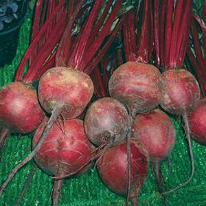 Unbranded Beetroot Solo F1 Hybrid Seeds