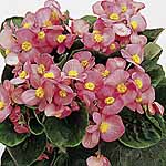 Unbranded Begonia Ambassador F1 Pink Easiplants 454221.htm