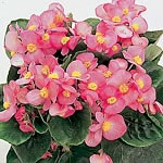 Unbranded Begonia Ambassador F1 Pink Easiplants