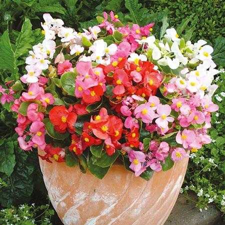 Unbranded Begonia Ambassador F1 Plants - PINK Pack of 50