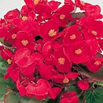Unbranded Begonia Ambassador F1 Scarlet Easiplants