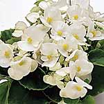 Unbranded Begonia Ambassador F1 White Easiplants 454241.htm