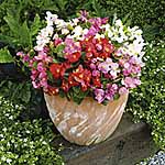 Unbranded Begonia Ambassador Mixed F1 Plants 454201.htm
