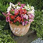 Unbranded Begonia Ambassador Mixed F1 Plants
