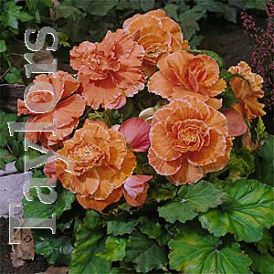 Unbranded Begonia Apricot Prima Donna Bulbs