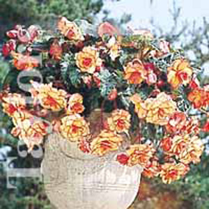 Unbranded Begonia Aztec Gold Begonia Bulbs