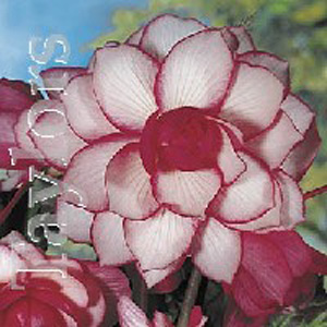 This Begonia flowers from July onwards with pink and white flowers.