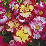 Unbranded Begonia Candy Frills 440262.htm