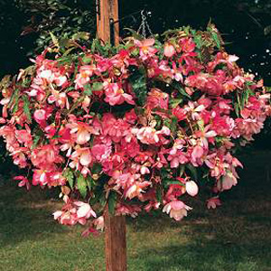 Unbranded Begonia Chanson Pink and White Seeds