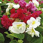Unbranded Begonia Double Ruffles Mixed Easiplants 487651.htm