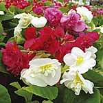 Unbranded Begonia Doubles Ruffles Mixed Garden Ready Plants