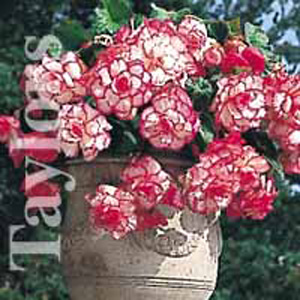 Unbranded Begonia Exotic Babylon Bulbs