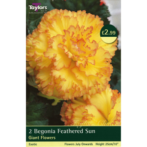 Unbranded Begonia Exotic Feathered Sun Bulbs