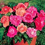 These are superb plants with strong stems and large bright blooms. Flowering freely and continuously