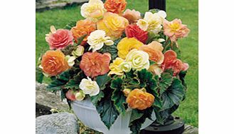 Unbranded Begonia Expresso Pastel Mixed (12)