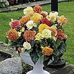 Unbranded Begonia Expresso Pastel Mixed 248193.htm