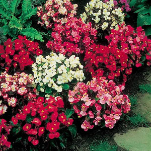 Unbranded Begonia F1 Devon Gems Mix Supaseeds