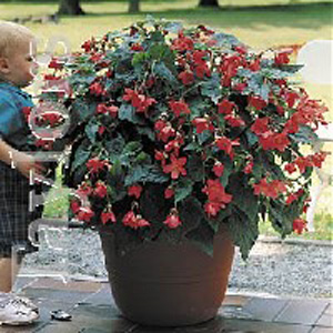 This Begonia is a large bush type and produces exotic red flowers.