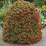 Unbranded Begonia Firestorm Plants 402021.htm