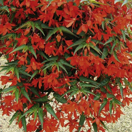 Unbranded Begonia Firestorm Plants x 10 Pack of 10 Pot