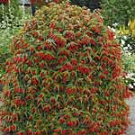 Our popular tuberous begonia `Bonfire` has been filling patio containers and baskets across the nati