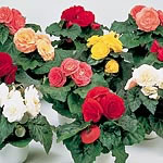 Unbranded Begonia Fortune Collection F1 Plants