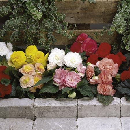 Unbranded Begonia Fortune Mixed F1 Plants Pack of 16 Pot