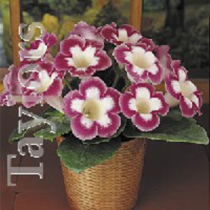 This indoor houseplant produces lovely white blooms with pink edges.