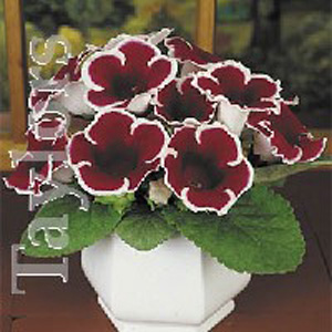 The Gloxinia Kaiser Friedrich produces beautifully deep red  white edged flowers.