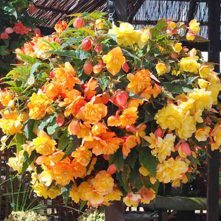 Unbranded Begonia Illumination Apricot Shades Plants 15