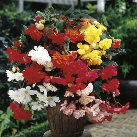 Unbranded Begonia Illumination Mixed Plants Pack of 16 Pot