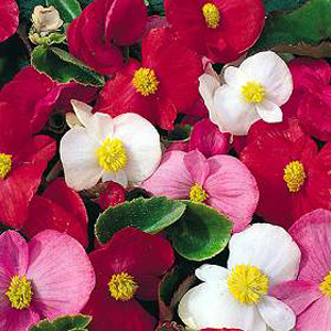 Unbranded Begonia Lotto Seeds
