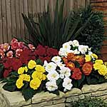 Unbranded Begonia Non-Stop Mixed F1 Seeds 419736.htm