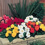Unbranded Begonia Non-Stop Mixed F1 Seeds