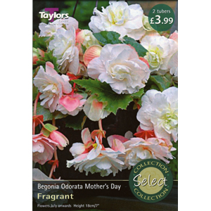 Unbranded Begonia Odorata Mothers Day Bulbs