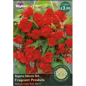 Unbranded Begonia Odorata Red Bulbs